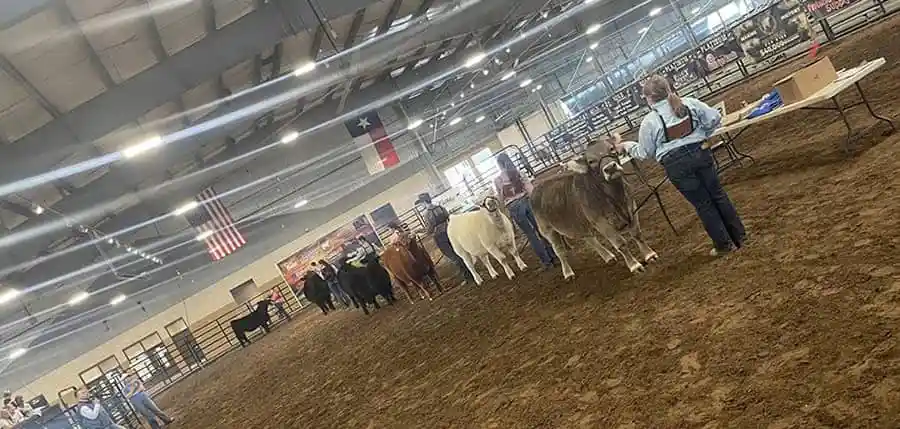Cattlelac Elite Livestock Events